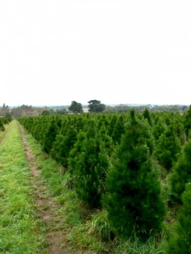 Christmas Tree paddock