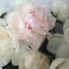 Stems Gift Vouchers - Image 5