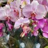 Always Orchids - Image 3