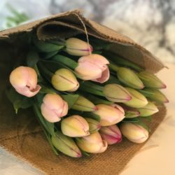 Tulips at Stems