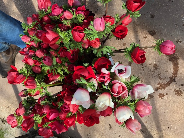 Anenomes - Image 2