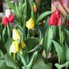 Tulip Pots from our farm - Image 6