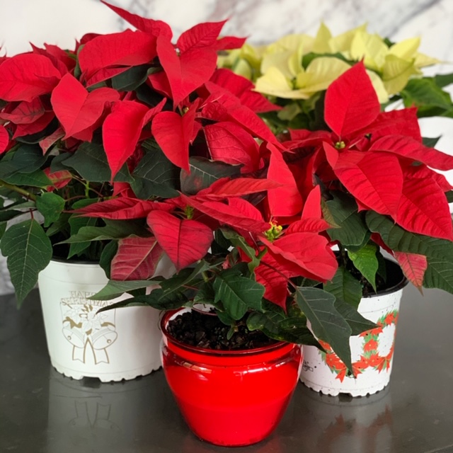 Stems Poinsettias Stems Flower Market