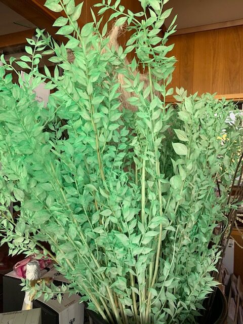 Ruscus Light Green Stems Flower Market Ruscus Light Green Stems Flower Market