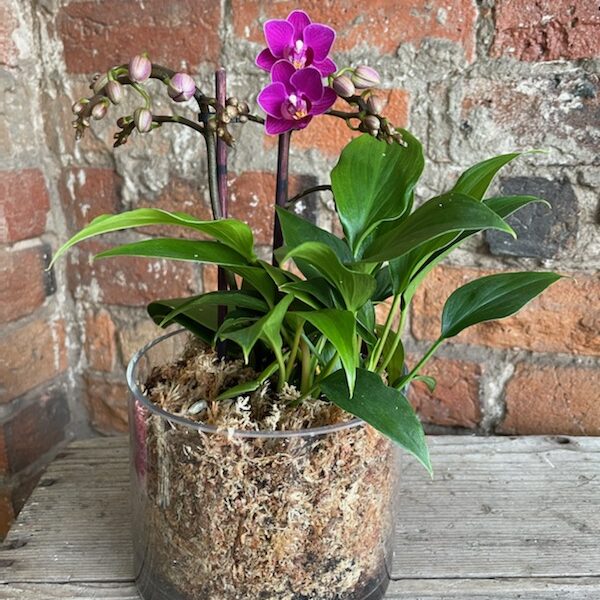 Ballarat Plants & Pots Stems Flower Market