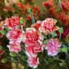 Cemetery Flowers - Image 2