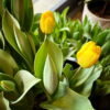 Tulip pots by Stems
