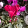 Cyclamens - Image 2