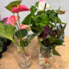 Antherium Pots - Image 3