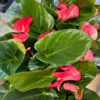 Antherium Pots - Image 3