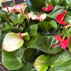 Antherium Pots