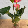 Antherium Pots - Image 4