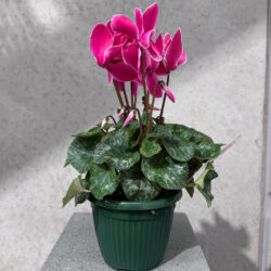 Cyclamens