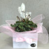 Cyclamens - Image 4