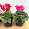 Cyclamens - Image 6