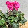 Cyclamens - Image 5