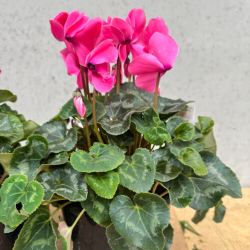 Cyclamens