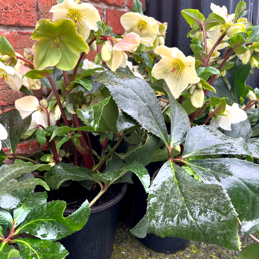 Online Flowers & Gifts Ballarat Stems Flower Market