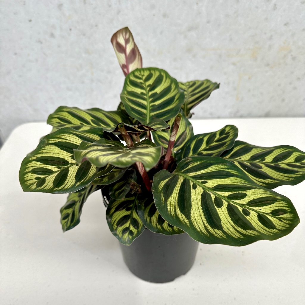 Online Flowers & Gifts Ballarat Stems Flower Market