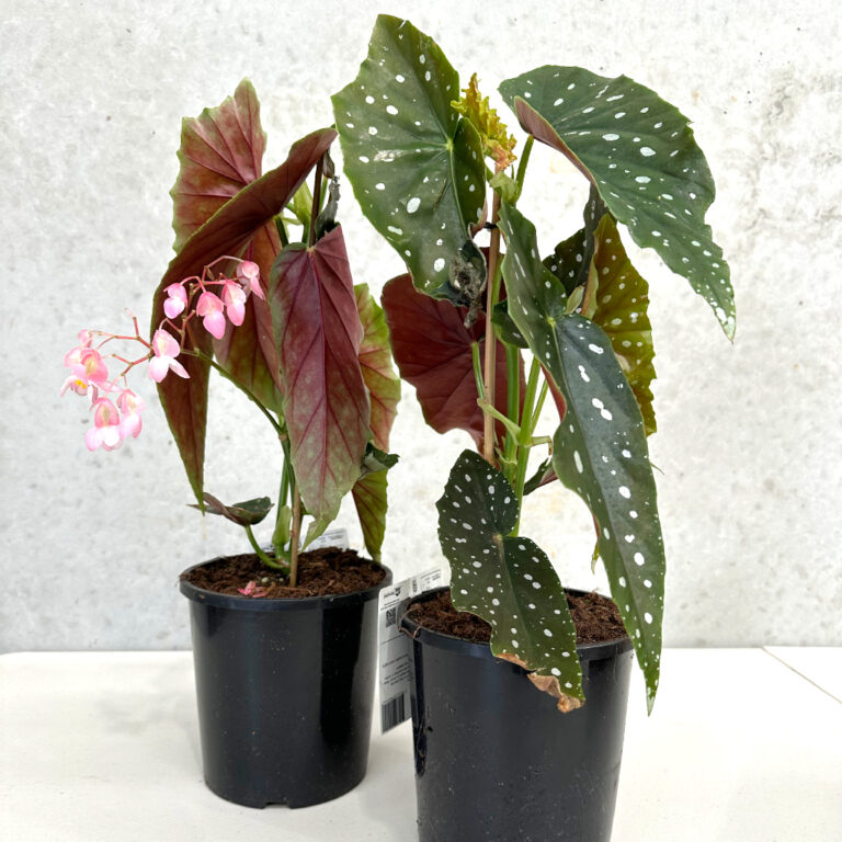 Ballarat Plants & Pots Stems Flower Market