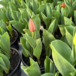 Tulip Pots from our farm