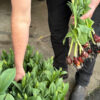 Tulip Pots from our farm - Image 4