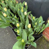 Tulip Pots from our farm - Image 3
