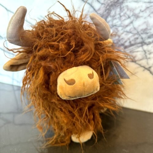 Heidi the Highland Cow
