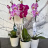 Orchids Always Orchids - Image 2