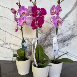 Orchids Always Orchids