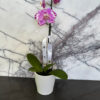 Orchids Always Orchids - Image 4