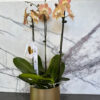 Golden Mocha Orchids - Image 3
