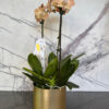 Golden Mocha Orchids - Image 4