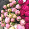 Peonies - Image 2