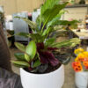Green Thumb - Image 2