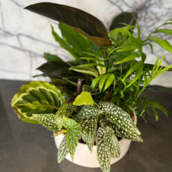 Green Thumb for your plant lover at Stems Ballarat