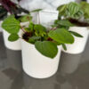 Indoor Plant Range - Image 3