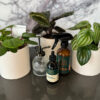 Indoor Plant Range - Image 2