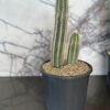 Cacti Plants - Image 2
