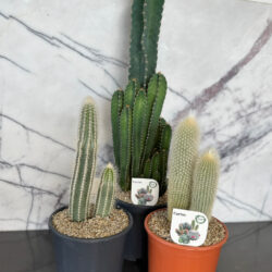 Cacti Plants