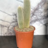 Cacti Plants - Image 4
