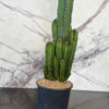 Cacti Plants - Image 5
