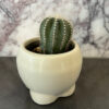 Petite Cacti - Image 5