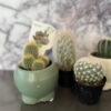 Petite Cacti - Image 4