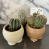 Petite Cacti - Image 3