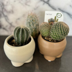 Petite Cacti
