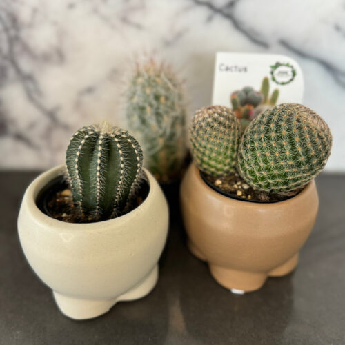 Petite Cacti