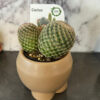 Petite Cacti - Image 2