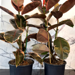 Ruby Ficus