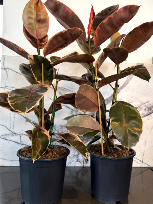 Ruby Ficus